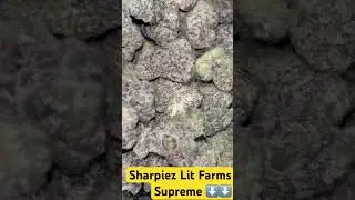 Lit Farms Sharpiez Supreme Strain Preview 🌈🔥