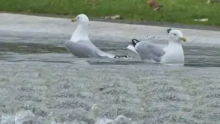 The Herring Gulls' bathing place