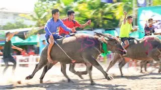 Drag Racing Buffalos in Thailand