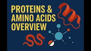 Nutrition - Proteins & Amino Acids Overview
