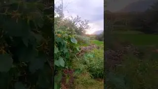 In the beauty of nature #agriculture #shorts #trending #farming #vivasayi #agriculture #ytshorts ...