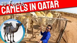 [4K] 20 fun facts about Camels in Doha Qatar