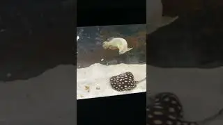 Predatory Fish Feeding