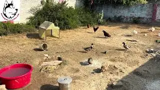 Petsnap Boarding ghaziabad Cage free boarding and natural environment