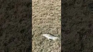 The fish was 3.7 pounds. released him. He&rsquo;s in good shape. ￼
