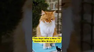 &ldquo;When You Pretend to Be Innocent After Breaking the TV 😹 | Funny Cat Confession&rdquo;#catshorts#CatComedy