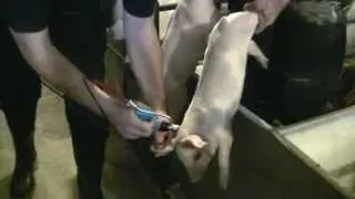 Pulse NeedleFree Systems Swine Vaccination Video (3.45 seconds, HD)