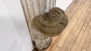Saskia Noor van Imhoff : Parasite, 2022 | Grimm Gallery