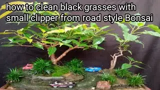 how to clean black grasses with small clipper from road style Bonsai