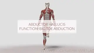 Abductor Hallucis Function: Big Toe Abduction