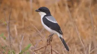 Taita Fiscal in Kenya