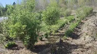 маточникова плантиція