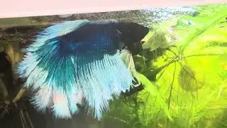 Betta Weibchen und die Rotscherengarnelen 