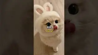 Cat Eye Color Meanings