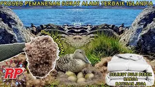 BUKAN SEMBARANG BEBEK! BULUNYA BISA BIKIN KAMU KAYA RAYA YANG HARGANYA LEBIH MAHAL DARI EMASI