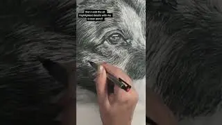 Как нарисовать реалистичный мех за 4 простых шага