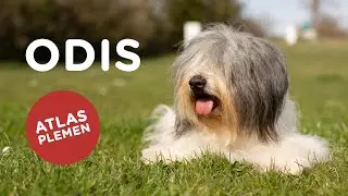 Odis - Atlas plemen - Tlapka TV