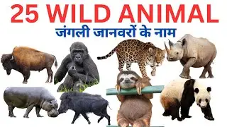 Panda to Sloth | 13 Wild Animals Name in Hindi and English with Pictures and information | Part-2|