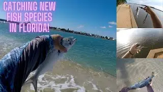 Catching New Saltwater Fish Species on a Trip to Florida! #floridafishing #fishing #fishingvideo