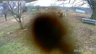 Insect Attack!