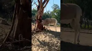 Oryx Leucoryx 🦄 #shorts