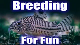 Easiest Fish to Breed For Fun