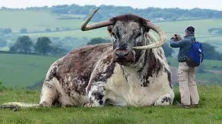 10 R&eacute;cords Mundiales de ANIMALES Que Nadie Podr&aacute; Superar 😨