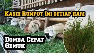5 JENIS RUMPUT LIAR KUALITAS SUPER | DOMBA GEMUK GINUK GINUK