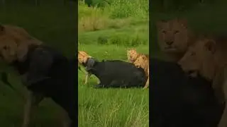 Close Up of a Lion Pride Hunting a Massive Buffalo  #wildlife  #animals #predatorvsprey