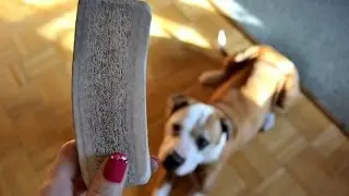 Shiner the dog enjoys an antler dog chew from Scout & Zoe's
