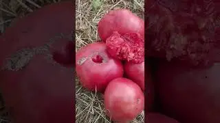 CATALOGUE OF VARIETY TOMATOES 89152458159 MAX/WATSAPP IN WRITING