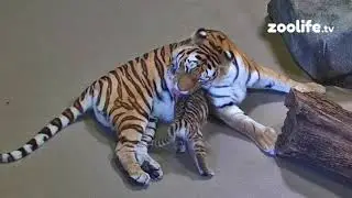 Baby tiger bath time 🛁 🐅