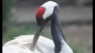 Manchurian (Japanese) Cranes | Grus japonensis