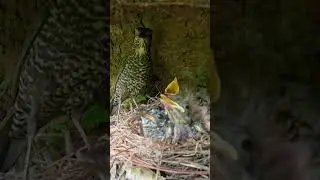 Cuckoo birds peck at their parents when they can't get food杜鹃鸟得不到食物就啄鸟爸鸟妈 #cuckoo #wildlife