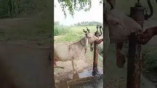 Goat drinking water #goat #paterigoat #gulabigoat #kamorigoat #animallife #wildlife