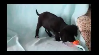 Beagle Mix Puppy For Sale