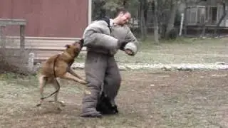 Dual Purpose Police Dog bite work