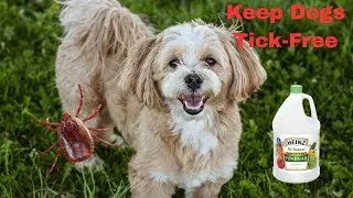 Natural Behavioral and Environmental Strategies to Keep Dogs Tick Free
