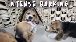 Beagle Puppies fighting over a hiding spot
