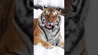 beautiful tiger onenjoy snowfall #lion #tiger #wildlife #shortvideo