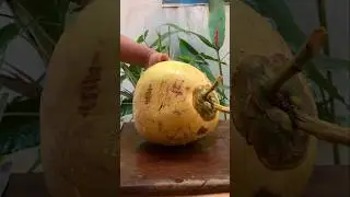 Giant red coconut cutting - $2 Dollar #cuttingskills