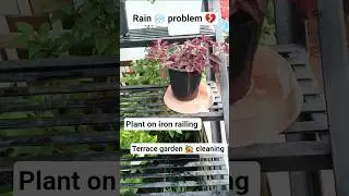 Problem BTW 😲 rain ☔ #garden #viralvideo #hibiscus #gardenplants #gardeningplants #flowers #home