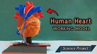 Human Heart working Model for Science Project || DIY Heart Working Model 3D