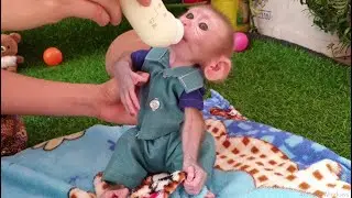 Mommy Feed Pity Aba Baby Monkey Hungry Milk so Much until Vomit but Take care by Mom make Aba Happy
