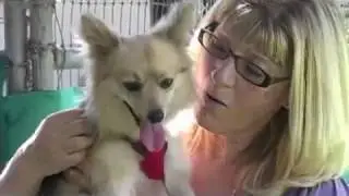 Small Dog, Big Hearts