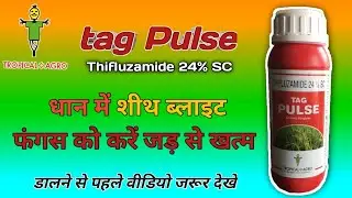 tag Pulse fungicide / धान मे शीत ब्लाइट रोग के लिए सबसे अच्छा उपाय  thifluzamide 24 sc uses in hindi