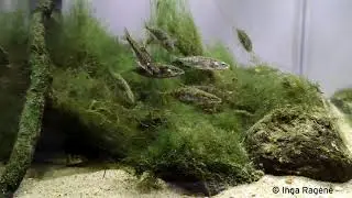 Gasterosteus aculeatus and Phoxinus phoxinus