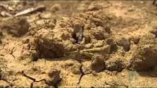 Farmers feel pinch of locust plague