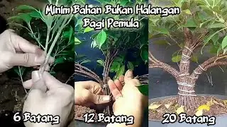 Inilah Jadinya!!! Pemula Nekat Gabung Batang Bonsai Padahal Minim Bahan