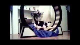 Katze Sanny immer mutiger mit dem Katzenlaufrad / Catwheel  ;-)